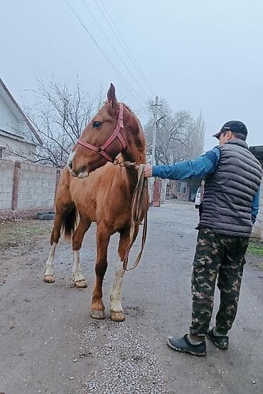 бычок телка: Продаю | Конь (самец) | Рабочий | Мерин — 5