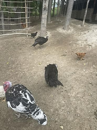 тун азык: Сатам | Балапан күрп | Көбөйтүү үчүн — 4