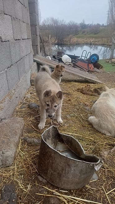 тайган щенок: ЩенкиЗаподносибирской лайки, крепкие, с плотной шерстью, стоячими — 5