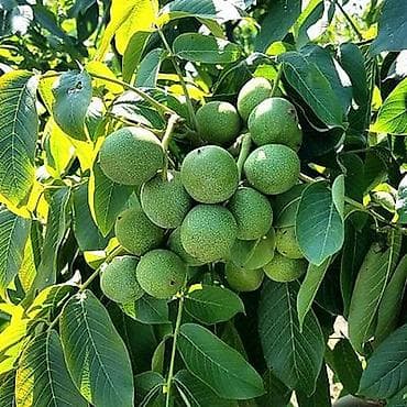 пекан орех цена бишкек: Саженец грецкого ореха, плоды из реликтовых ореховых лесов Арсланбоба — 3