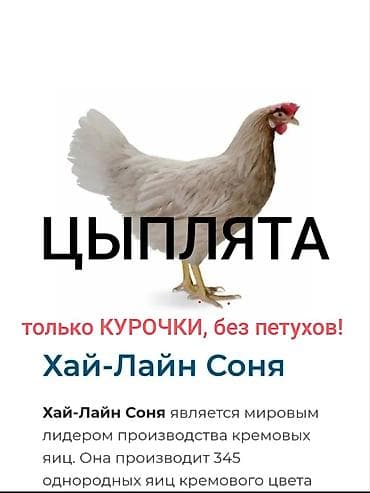 Продаю | Цыплята | Хай-Лайн Соня Грей | Несушки