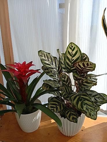 Антуриумы: Комнатные растения в горшках — подборка декоративных видов Доступные — 7