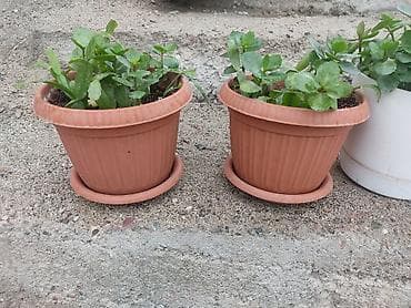 теплицы стоимость: Распродажа комнатных растений!🪴🌵🌱 в горшках от 150с.! — 7