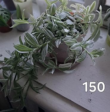 Сансевирия 300,эухарис 300,монстера 150,традесканция 150 — 7