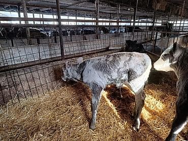 английский байтал: Продаю | Бык (самец), Тёлка, Музоо, торпок | Швицкая, Симментальская | На откорм, Для разведения, Для молока | Искусственник — 9