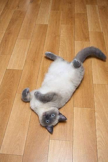 Отдам даром кошку: 7 месяцев, Мальчик, Приучена к лотку, Проглистована, С прививками — 1