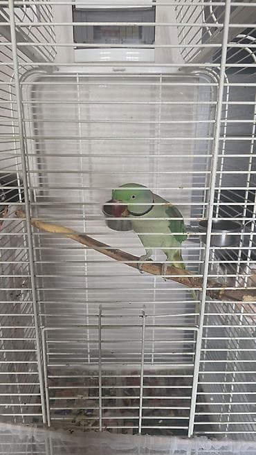 сколько стоит попугай какаду цена: 🦜 Продаётся Александрийский попугай по имени Киви 🥝 Возраст: 5 лет — 4