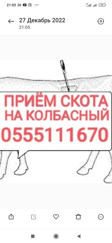сколько стоит корова в кыргызстане 2023: Куплю | Коровы, быки, Лошади, кони | Круглосуточно, Любое состояние, Забитый — 1