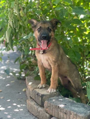 валер для собак: Активный, смышлённный щенок Девочка, зовут Сима. Стерилизацию оплачу — 1