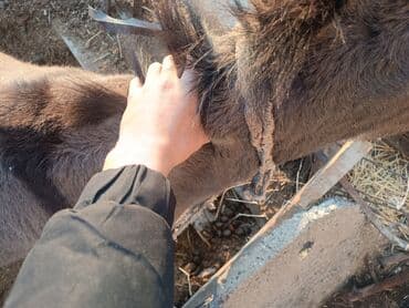 Осёл (домашнее животное) - Порода/тип: серый осёл с характерной