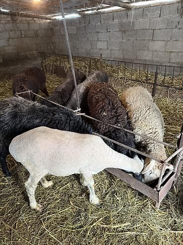 куплю баранов живым весом: Продаю | Овца (самка) | На забой, Для разведения | Котные, Кастрированные, Матка — 1