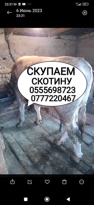 животные в добрые руки: Куплю | Коровы, быки, Лошади, кони | Круглосуточно, Любое состояние, Забитый — 1