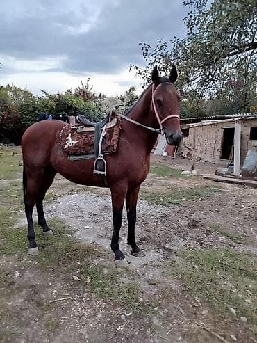 чистокровные лошади: Продаю | Жеребец | Полукровка | Конный спорт | Осеменитель — 2