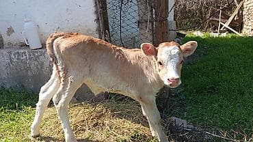 мин булак: Сатам | Музоо | Сүт алуу үчүн | Жасалма уруктандырылган — 1