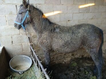 продажа кормов для сельскохозяйственных животных: Продаю | Жеребенок | Для разведения — 5
