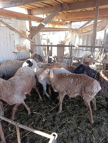 яг як: Продаю | Овца (самка) | Полукровка | Для разведения | Матка — 4