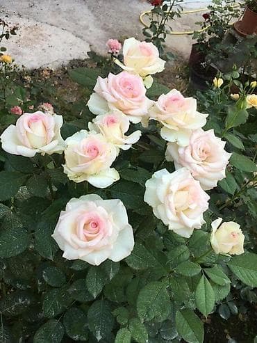 Саженцы Самовывоз, Платная доставка at lalafo.kg Саженцы Самовывоз, Платная доставка