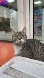 продажа щенков немецкой овчарки с документами в бишкеке: МАЛЫШИ НА УЛИЦЕ! Котята в добрые руки, находятся сейчас на улице! — 4