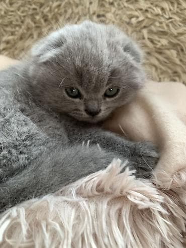кошка мышык: Британские котята, окраc голубой (blue). Классическая плюшевая шубка — 3