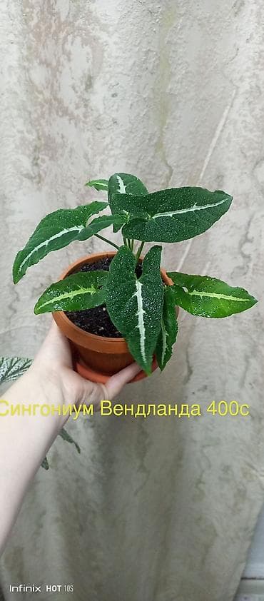 другие комнатные растения: Комнатные растения в горшках: - Хлорофитум Бони — 400 с Компактная — 8