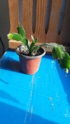 сколько стоит драцена: Отростки белого декабриста! По 100 сом. можно оптом 8 шт. Кара-Балта — 3