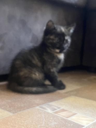 Үй жаныбарлары: Котята, помёт из четырех малышей: - Рыже-белый: короткошёрстный, белая — 6