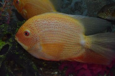 корм форели: Северум Голд (размер 6-8 см). Рыбки спокойные, плавают медленно — 3