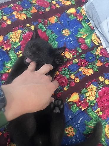 Кошки: 🐾 Котята ищут добрые и любящие руки! 🐾 Отдаем очаровательных котят в — 10