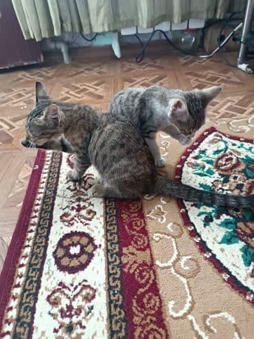 продаю кошек: Котята табби окраса - На фото — несколько короткошерстных котят с — 5