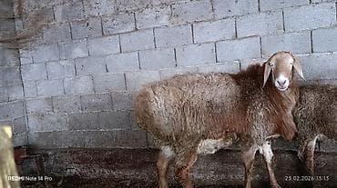 домашние птицы: Продаю | Овца (самка) | Для разведения | Племенные — 1