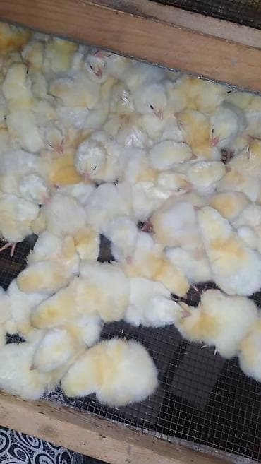 бройлер кур: Продаю | Цыплята | Бройлерная | На забой — 1