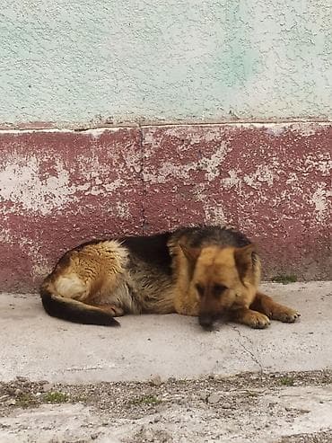 купить собаку доберман в бишкеке: Немецкая овчарка, классический окрас (рыжий с чёрным седлом) — 1