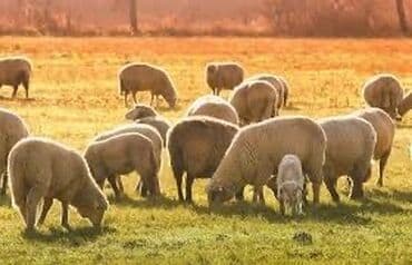 работа в бишкеке официант 17 лет: Требуется Пастух, Оплата Ежемесячно — 1