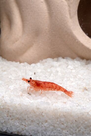 Продаются креветки для аквариума (пресноводные) -Вид красная вишня