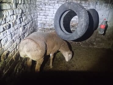 семейной ячмень: Продаю | Баран (самец) | Арашан | Для разведения | Осеменитель — 7