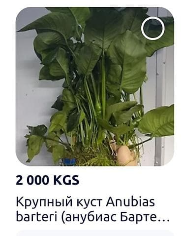 купить малёк карпа: Аквариумные растения — 3