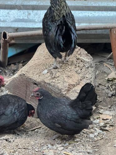 на ферме есть куры козлы и коровы: Продаю | Куры, Петух — 10