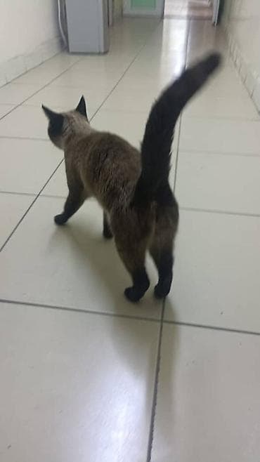 Продаётся сиамская кошка Красивая и грациозная сиамская кошка ищет at lalafo.kg Продаётся сиамская кошка Красивая и грациозная сиамская кошка ищет