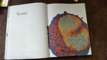 камуфляж форма бишкек: Продаю энциклопедию . 400 страниц в хорошем состоянии. твердый — 7