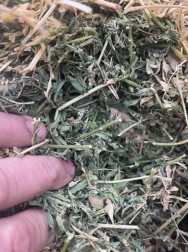 сделаю: Люцерновое сено в тюках в Сокулуке. Тюки плотные 2-3-й кос,метровые — 6