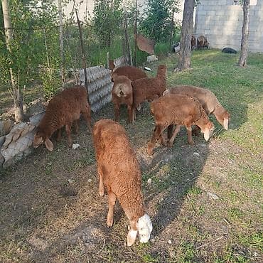 ягненок козу: Продаю | Ягненок | Для разведения — 5
