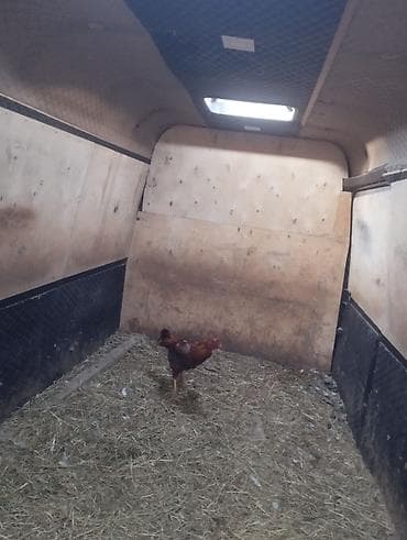 сетка для петух: Продаю | Петух | Бойцовая | Для разведения — 3