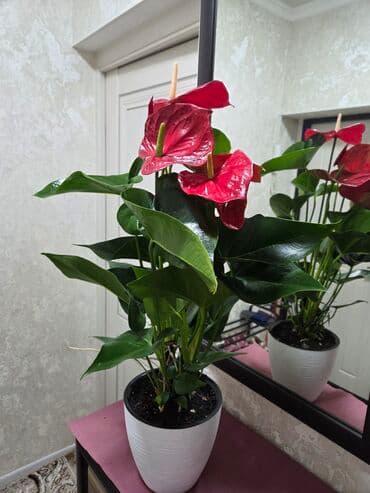 кастрюля большая: Спатифиллум (Spathiphyllum) в декоративном кашпо - Крупный, густой — 5