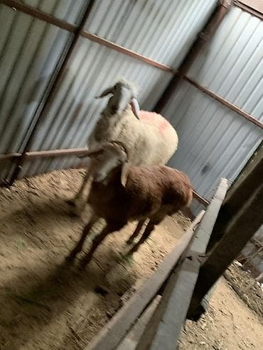 Продаю | Овца (самка) | Для разведения