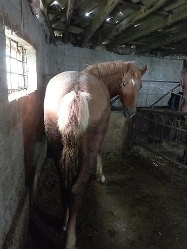 кукуруза варка: Продаю | Конь (самец) | Рабочий | Мерин — 3