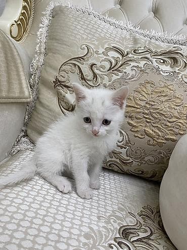 котята сфинкса: Котята домашние, игривые и ласковые - Возраст: 1,5месяца (малыши — 5