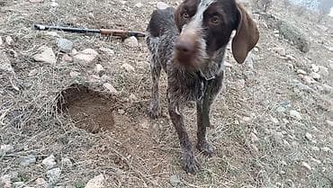 животные собаки: Актуально с 10:00 до 10:00 вечера ночю и утром не звонить!!! — 3