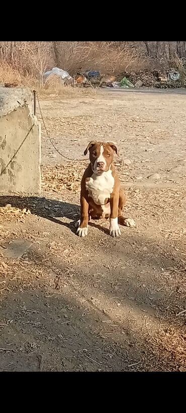 алабай бишкек: Щенок «Джанго» — крупный тип, короткошёрстный, с атлетичным — 1