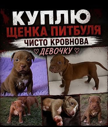 Ищу: щенка питбуля, чистокровного, девочку. Предпочтения по щенку: - at lalafo.kg Ищу: щенка питбуля, чистокровного, девочку. Предпочтения по щенку: -