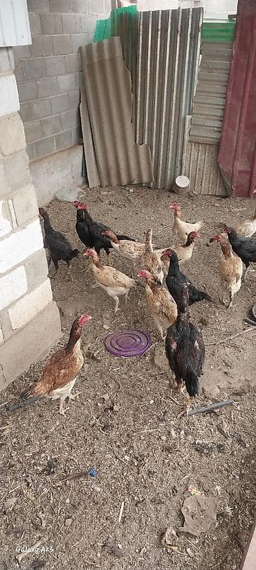 кошка жалал абад: Сатам | Тооктор | Тебиштирүүчү | Көбөйтүү үчүн — 3